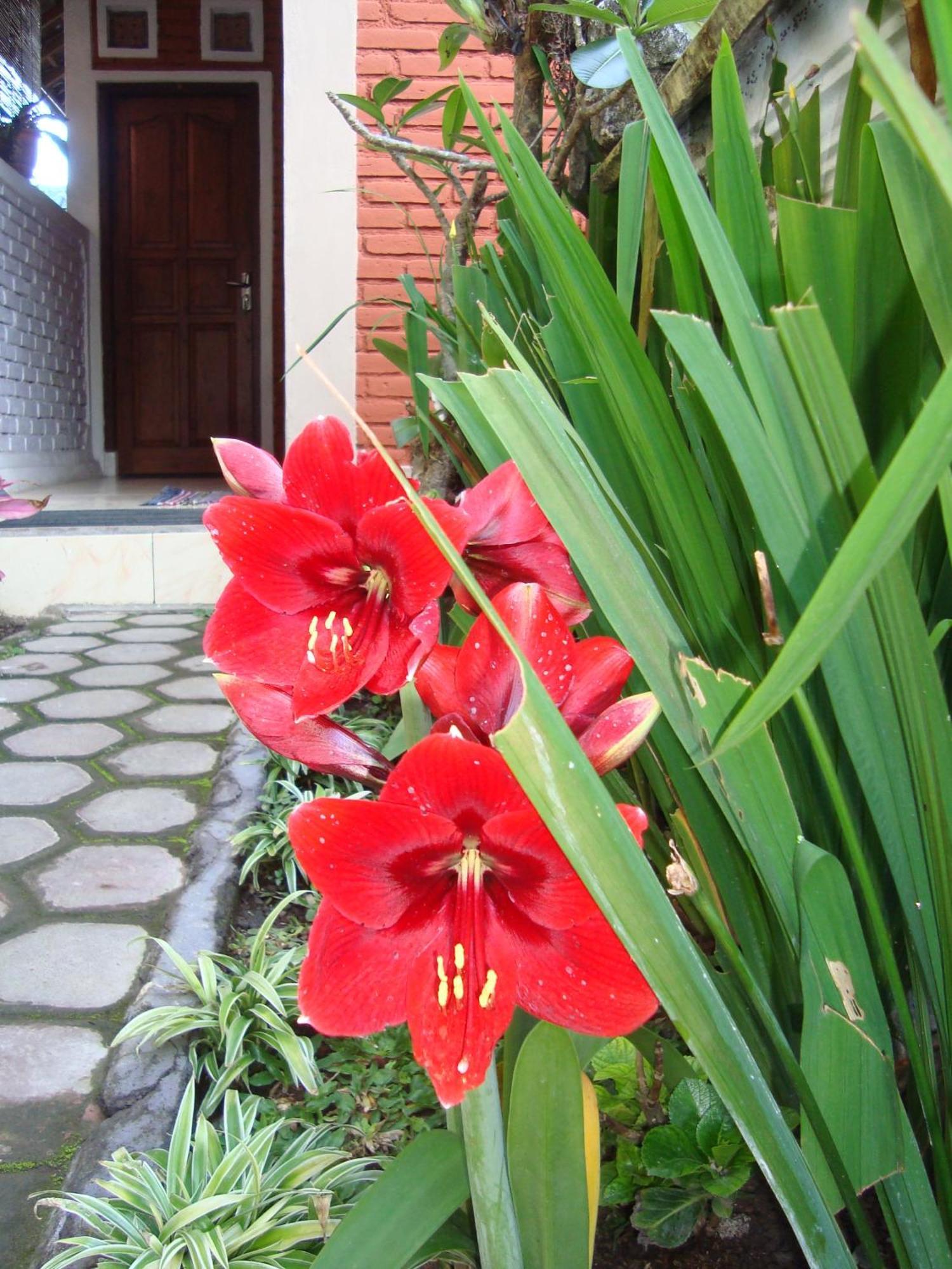 Taman Ayu Homestay Munduk Mitra Reddoorz Dış mekan fotoğraf